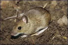 Quel est cet animal ?