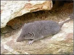 Quel est cet animal ?