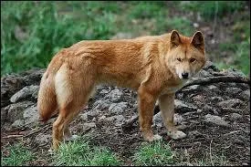 Quel est cet animal ?