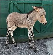 Quel est cet animal ?