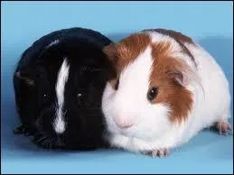 Quel est cet animal ?