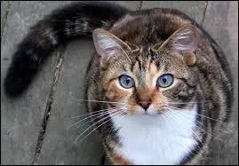 Quel est le nom de guerrière de Nuage Rose ?