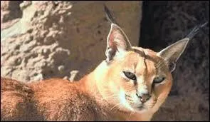 Quel est cet animal ?