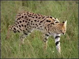 Quel est cet animal ?