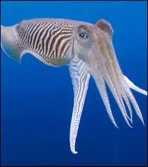 Quel est cet animal ?