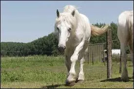 Quelle est sa race ?