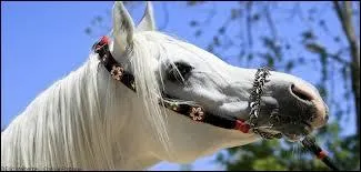 Quelle est sa race ?