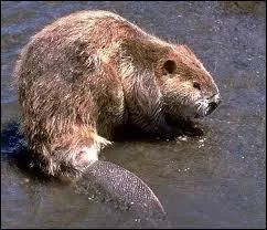 Quel est cet animal ?