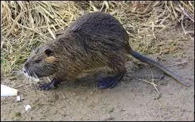 Quel est cet animal ?