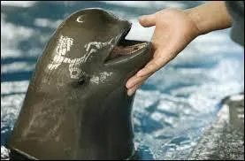 Quel est cet animal ?