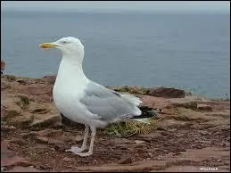 Quel est cet animal ?