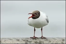 Quel est cet animal ?