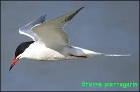 Quel est cet animal ?