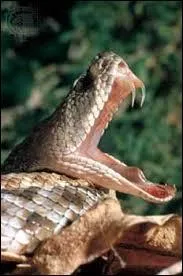 Les crochets d'un serpent possèdent-ils une taille supérieure ou inférieure aux quelques millimètres d'efficacité de la pompe à aspirer ?