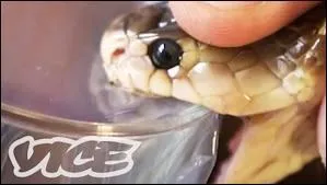 Le venin de serpent ne provoque pas de liaisons tissulaires :