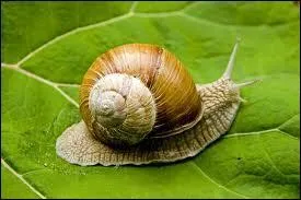 Ses effets seront donc beaucoup moins rapides :