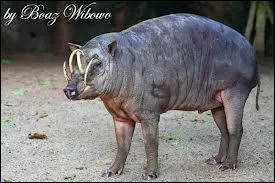 Quel est cet animal ?