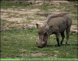 Quel est cet animal ?