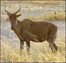 Quel est cet animal ?