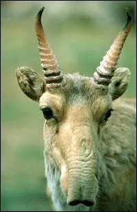 Quel est cet animal ?