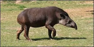 Quel est cet animal ?