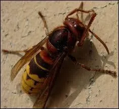 Quel est cet animal ?