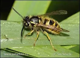 Quel est cet animal ?