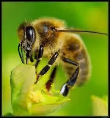 Quel est cet animal ?