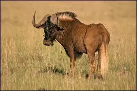 Quel est cet animal ?