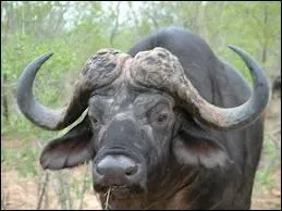 Quel est cet animal ?