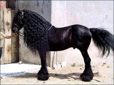 Quelle est la robe de ce magnifique cheval ?