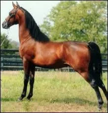 Quelle est la robe de ce cheval ?