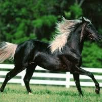 Quiz Galop 1