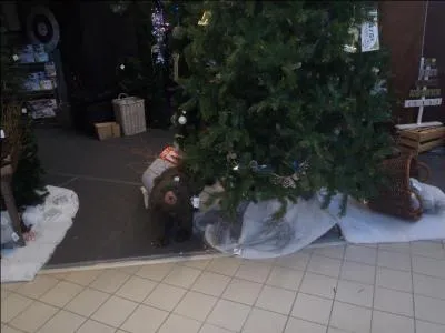 Dans lequel de ces trois pays peut-on rencontrer un ours ?