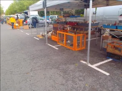 Retrouvez une chanson d'Alain Souchon !