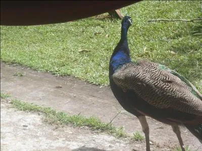 Quelle expression associez-vous à cet oiseau ?