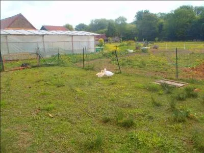 Quel animal peut être qualifié de "charbonnier", et emporter une volaille ?