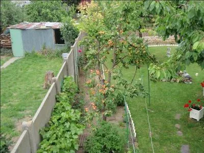 Quel arbre fruitier peut être qualifié de "plein vent" ?