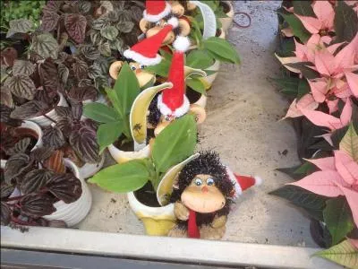 De ces trois femmes, laquelle s'occupe ou s'est occupée de la protection des chimpanzés ?