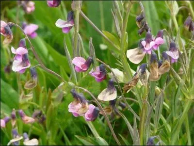 Nom en rapport avec les plantes, l'ivraie ou la gesse sauvage, à moins que cela soit un diminutif d'un lieu cultivé, selon les régions et l'étymologie, notamment dans le Lot et la Dordogne.