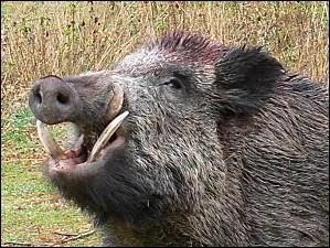 D'origine germanique, le patronyme Hébrard et ses variantes orthographiques est en rapport avec le rude :