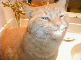 Que renferme la bouche de ce chat ?