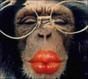 Que porte ce singe ?