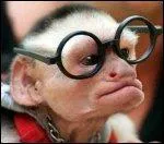 Que porte ce singe qui n'est pas très normal ?