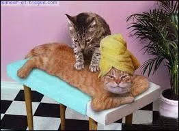 Que fait le chat en haut à l'autre chat allongé ?