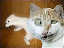 Que fait ce chat un peu (beaucoup) bizarre ?