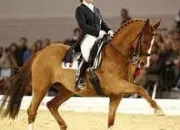 Quiz Le dressage
