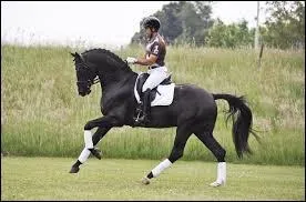 Pour la haute-école, quelles sont les 2 races excellentes dans ce domaine ?