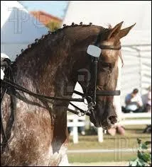 Quel équipement n' a-t-on pas le droit d'avoir en compétition de débutant ?