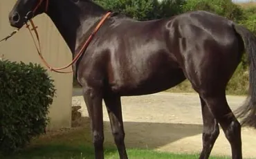 Quiz Galop 1